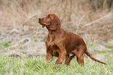 SETTER IRLANDAIS 232